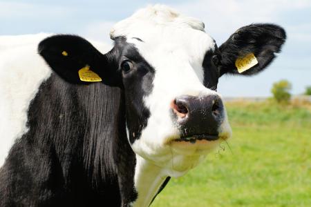 Vache